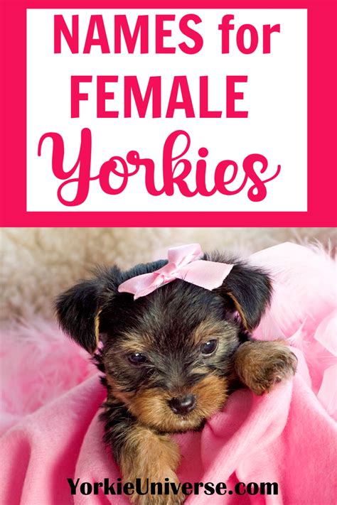 Teaching Yorkie Name Recognition