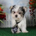 Teacup Maltese And Yorkie Mix