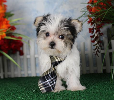 Teacup Maltese And Yorkie Mix