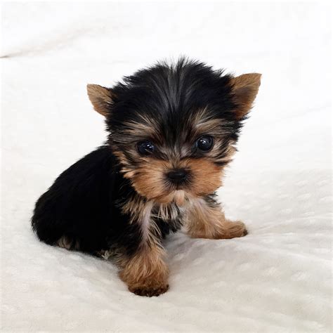 Teacup Newborn Yorkie Puppies