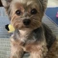 Teacup Yorkie Age Span