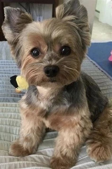 Teacup Yorkie Age Span