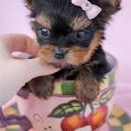 Teacup Yorkie And Teacup Chihuahua Mix