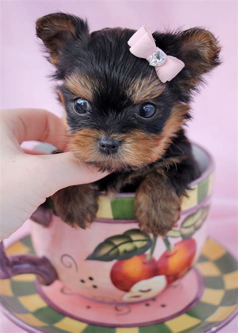 Teacup Yorkie And Teacup Chihuahua Mix