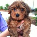 Teacup Yorkie And Toy Poodle Mix