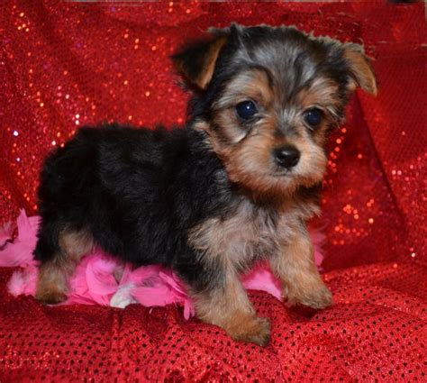 Teacup Yorkie Animal Shelter