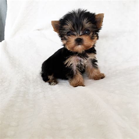 Teacup Yorkie Bichon Puppies