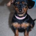 Teacup Yorkie Dachshund Mix