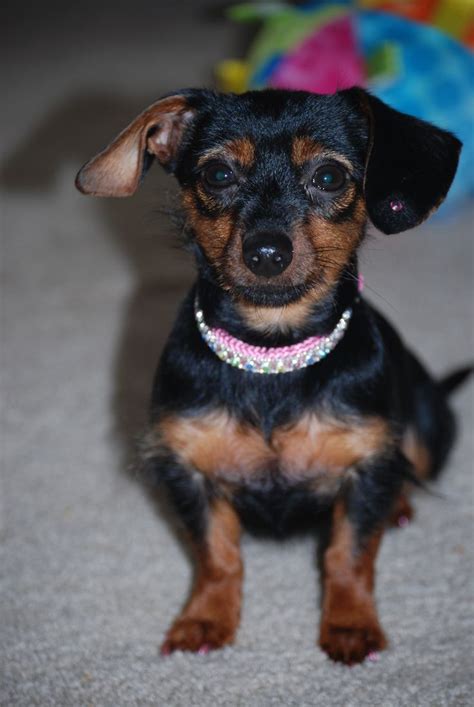 Teacup Yorkie Dachshund Mix