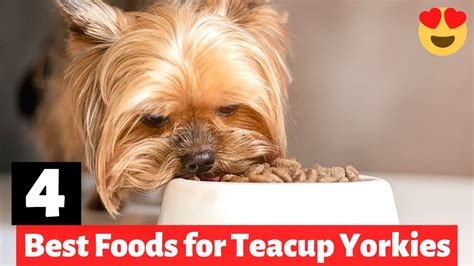 Teacup Yorkie Food Guide