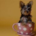 Teacup Yorkie Giving Birth