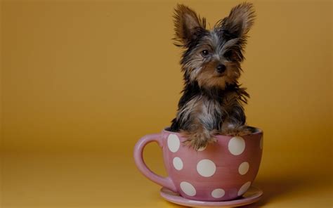 Teacup Yorkie Giving Birth