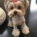 Teacup Yorkie Haircut Styles