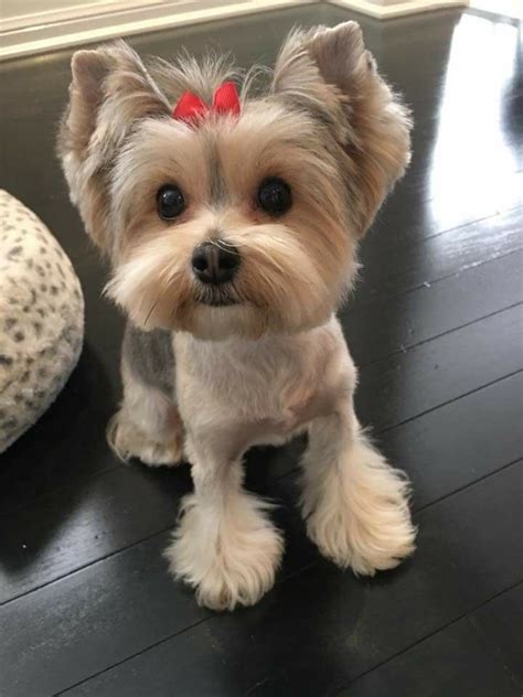 Teacup Yorkie Haircut Styles