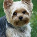 Teacup Yorkie Haircuts Pictures