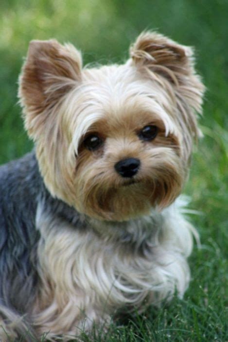 Teacup Yorkie Haircuts Pictures