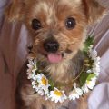 Teacup Yorkie Health Issues