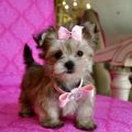 Teacup Yorkie Maltese Mix Puppies