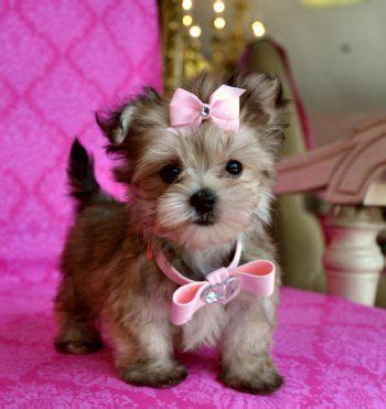 Teacup Yorkie Maltese Mix Puppies