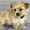 Teacup Yorkie Poo Cost