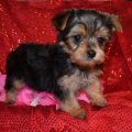 Teacup Yorkie Puppies Rescue