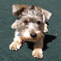 Teacup Yorkie Schnauzer Mix