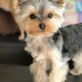 Teacup Yorkie Short Hair