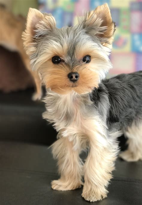 Teacup Yorkie Short Hair