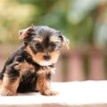 Teacup Yorkie care guide