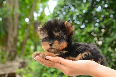 Teacup Yorkshire Terrier Lifespan