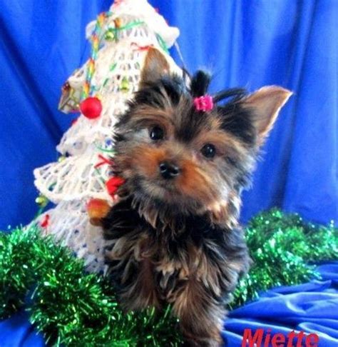 Teeny Tiny Teacup Yorkie