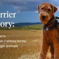 Terrier Job