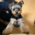 The Playful and Loving Personality of Yorkies