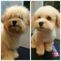 The Puppy Cut