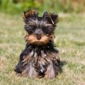 The Top Facts About Yorkshire Terriers Uncovered