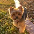 The True Story of Yorkie Evolution