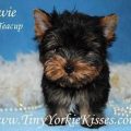 Tiny Yorkie Kisses