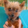 Tiny Yorkies For Adoption