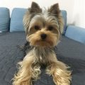 Tipped Ears Yorkie