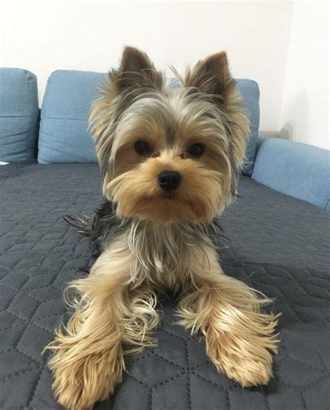 Tipped Ears Yorkie