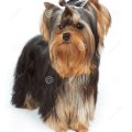 Top Knot Yorkshire Terrier