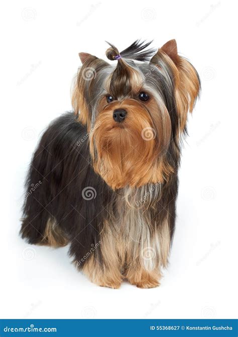 Top Knot Yorkshire Terrier