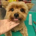 Toy Pom Yorkie Cross