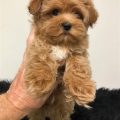 Toy Poodle And Yorkie Mix Puppies