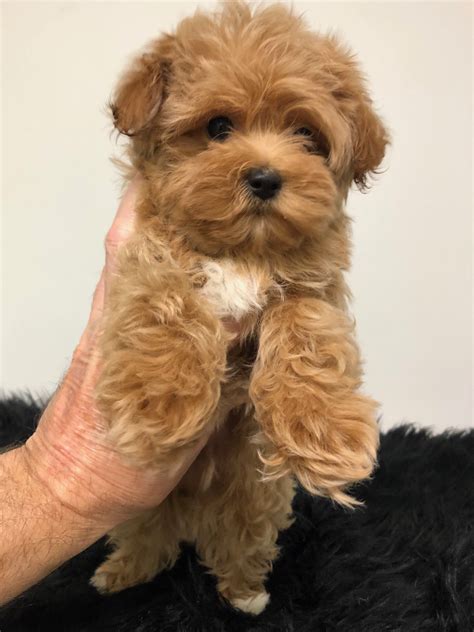 Toy Poodle And Yorkie Mix Puppies