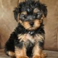 Toy Poodle Mix With Yorkie