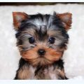 Toy Yorkie Breeders Near Me