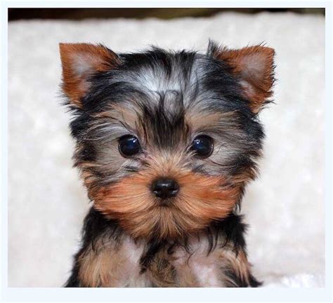 Toy Yorkie Breeders Near Me