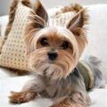 Toy Yorkie Haircut Styles