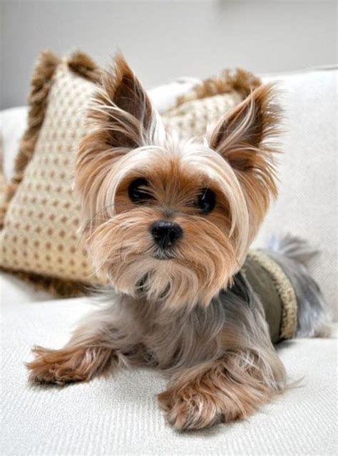 Toy Yorkie Haircut Styles